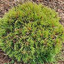Pinus mugo Rysy