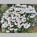 znalezisko 20220506.12.22 - Rhododendron hyperythrum (różanecznik rurkowaty); Arboretum Wojsławice