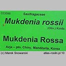znalezisko 20220506.94.22 - Mukdenia rossii (mukdenia Rossa); Arboretum Wojsławice