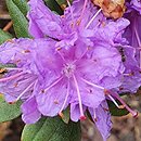 Rhododendron Ramapo