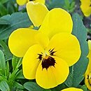 Viola Petit Yellow
