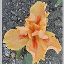 znalezisko 20220510.61.22 - Iris ‘Desert Orange’; Ogród Botaniczny we Wrocławiu