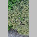 znalezisko 20220510.120.22 - Cotoneaster atropurpureus (irga purpurowa); Ogród Botaniczny we Wrocławiu