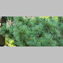 znalezisko 20220510.138.22 - Pinus peuce (sosna rumelijska); Ogród Botaniczny we Wrocławiu