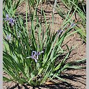 znalezisko 20220510.146.22 - Iris lactea (kosaciec mlecznobiały); Ogród Botaniczny we Wrocławiu
