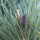 Pinus heldreichii Satellit