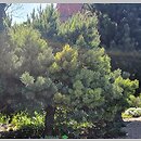 znalezisko 20220510.153.22 - Pinus sylvestris ‘Watereri’; Ogród Botaniczny we Wrocławiu