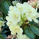 Rhododendron Ehrengold