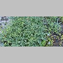 znalezisko 20220510.169.22 - Alyssum spinosum (smagliczek ciernisty); Ogród Botaniczny we Wrocławiu