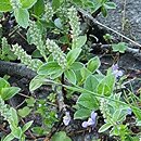 Salix pyrenaica (wierzba pirenejska)
