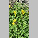 znalezisko 20220510.191.22 - Corydalis lutea (kokorycz żółta); Ogród Botaniczny we Wrocławiu