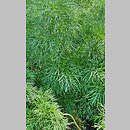 znalezisko 20220510.197.22 - Paeonia tenuifolia (piwonia delikatna); Ogród Botaniczny we Wrocławiu
