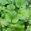 Pachyphragma macrophyllum (tobołki wielkolistne)