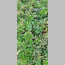 znalezisko 20220510.242.22 - Salix arbuscula (wierzba skandynawska); Ogród Botaniczny we Wrocławiu