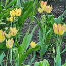 znalezisko 20220510.253.22 - Tulipa ‘Antoinette’; Ogród Botaniczny we Wrocławiu