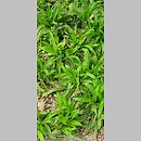 znalezisko 20220510.277.22 - Carex plantaginea (turzyca babkowata); Ogród Botaniczny we Wrocławiu