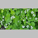 znalezisko 20220510.279.22 - Viola canadensis (fiołek kanadyjski); Ogród Botaniczny we Wrocławiu