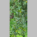 znalezisko 20220510.287.22 - Berberis ×frikartii (berberys Frikarta); Ogród Botaniczny we Wrocławiu