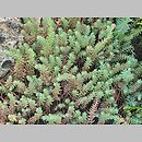 znalezisko 20220514.7.22 - Petrosedum ochroleucum (rozchodnik żółtawy); Ogród Botaniczny w Krakowie
