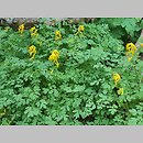 znalezisko 20220514.24.22 - Corydalis lutea (kokorycz żółta); Ogród Botaniczny w Krakowie