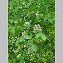 znalezisko 20220514.26.22 - Staphylea colchica (kłokoczka kaukaska); Ogród Botaniczny w Krakowie