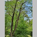 znalezisko 20220515.1.22 - Phellodendron amurense (korkowiec amurski); Park Zamkowy w Krasiczynie