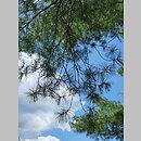 znalezisko 20220515.3.22 - Pinus strobus (sosna amerykańska); Park Zamkowy w Krasiczynie