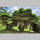 znalezisko 20220515.5.22 - Picea abies ‘Nidiformis’; Park Zamkowy w Krasiczynie