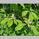 znalezisko 20220516.26.22 - Magnolia tripetala (magnolia parasolowata); Arboretum Bolestraszyce