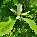 Magnolia tripetala (magnolia parasolowata)