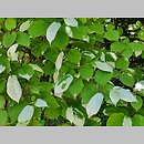 znalezisko 22.05.16.1..0 - Actinidia kolomikta (aktinidia pstrolistna); Arboretum Bolestraszyce