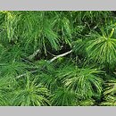 znalezisko 20220518.69.22 - Pinus armandii (sosna Armanda); Ogród Botaniczny w Lublinie