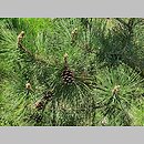 znalezisko 20220518.68.22 - Pinus thunbergii (sosna Thunberga); Ogród Botaniczny w Lublinie