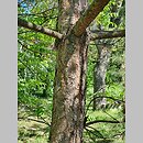 znalezisko 20220518.159.22 - Pinus tabulaeformis (sosna chińska); Ogród Botaniczny w Lublinie