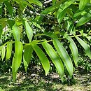 Pterocarya rhoifolia (skrzydÅ‚orzech japoÅ„ski)