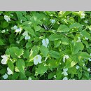 znalezisko 20220518.75.22 - Rhodotypos scandens (różowiec biały); Ogród Botaniczny w Lublinie