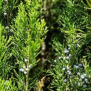 Juniperus virginiana Helle