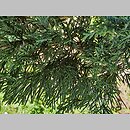 znalezisko 20220518.81.22 - Juniperus sabina ‘Skandia’; Ogród Botaniczny w Lublinie