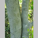 znalezisko 20220518.87.22 - Amelanchier sinica (świdośliwa chińska); Ogród Botaniczny w Lublinie