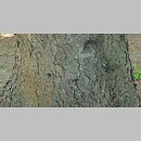 znalezisko 20220518.88.22 - Picea asperata (świerk chiński); Ogród Botaniczny w Lublinie