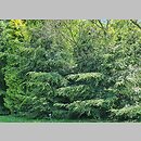 znalezisko 20220518.156.22 - Tsuga canadensis (choina kanadyjska); Ogród Botaniczny w Lublinie