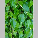 znalezisko 20220518.161.22 - Betula utilis ssp. jacquemontii (brzoza pożyteczna odm. Jacquemonta); Ogród Botaniczny w Lublinie