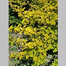 znalezisko 20220518.165.22 - Physocarpus opulifolius ‘Angel Gold’; Ogród Botaniczny w Lublinie