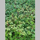 znalezisko 20220518.167.22 - Rubus phoenicolasius (jeżyna rdzawa); Ogród Botaniczny w Lublinie