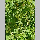 znalezisko 20220518.168.22 - Ribes americanum (porzeczka amerykańska); Ogród Botaniczny w Lublinie