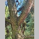 znalezisko 20220518.189.22 - Pinus rigida (sosna smołowa); Ogród Botaniczny w Lublinie