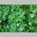 znalezisko 20220518.29.22 - Viburnum carlesii var. bitchiuense (kalina biczyńska); Ogród Botaniczny w Lublinie