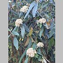 znalezisko 20220518.31.22 - Viburnum rhytidophyllum (kalina sztywnolistna); Ogród Botaniczny w Lublinie