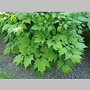 znalezisko 20220518.45.22 - Actaea cordifolia (pluskwica groniasta); Ogród Botaniczny w Lublinie