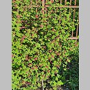 znalezisko 20220518.47.22 - Ribes sanguineum (porzeczka krwista); Ogród Botaniczny w Lublinie